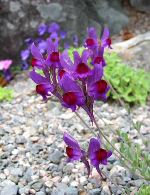 Linaria alpina | North American Rock Garden Society
